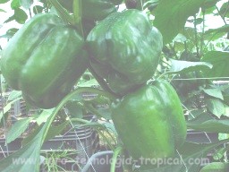 El potasio ayuda a producir frutos grandes de pimentón